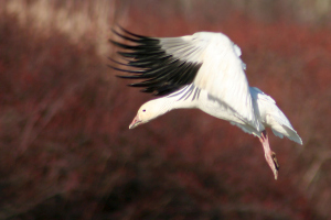 Snow Goose